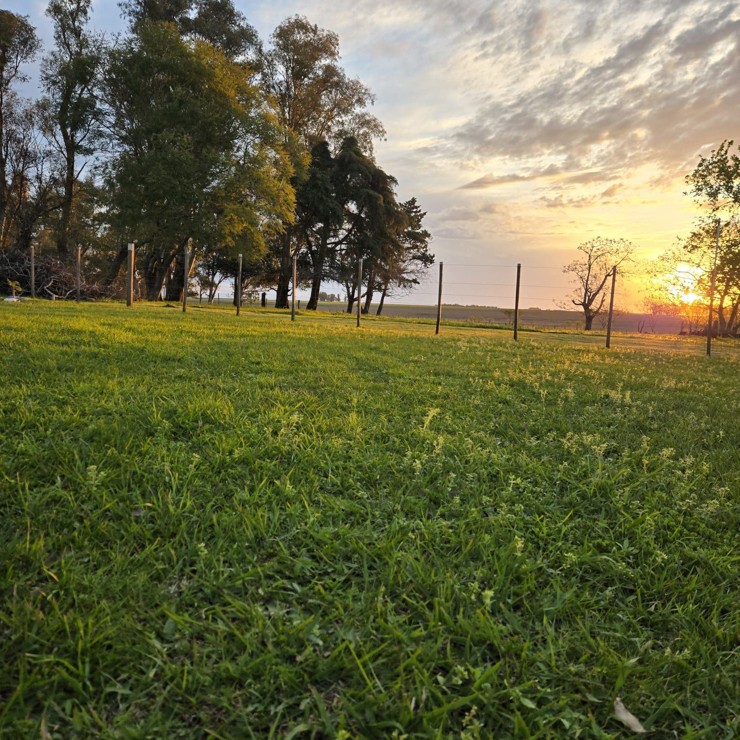 Golden hour over green fields on an estancia near Salto, Uruguay