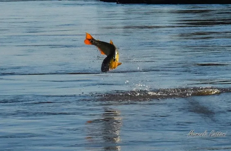 A dorado leaping out of the Rio Uruguay