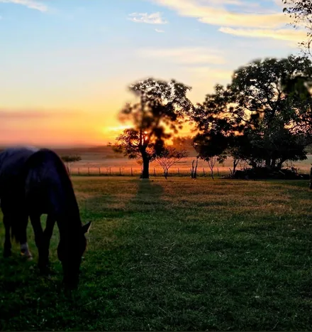 Horse grazing at sunset in the Salto countryside