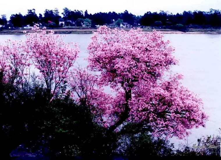 A pink lapacho in bloom on the riverbank of the Rio Uruguay at Salto