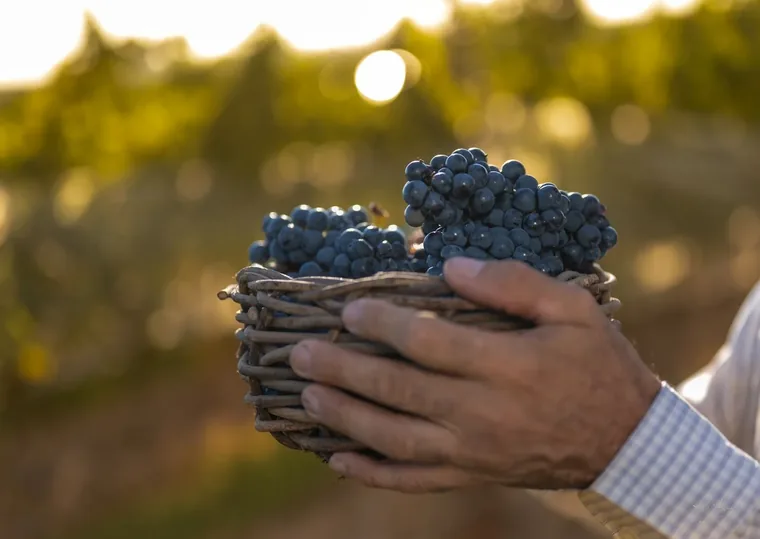 Hands holding a bunch of Tannat grapes in a Salto vineyard