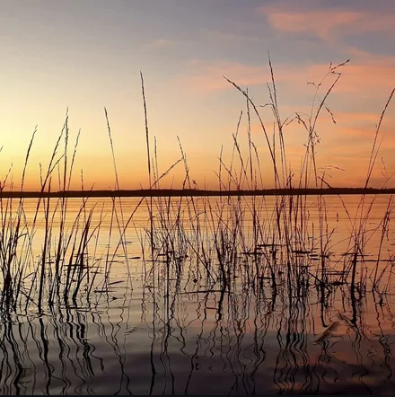 Reeds on the Uruguay River at sunset, Salto