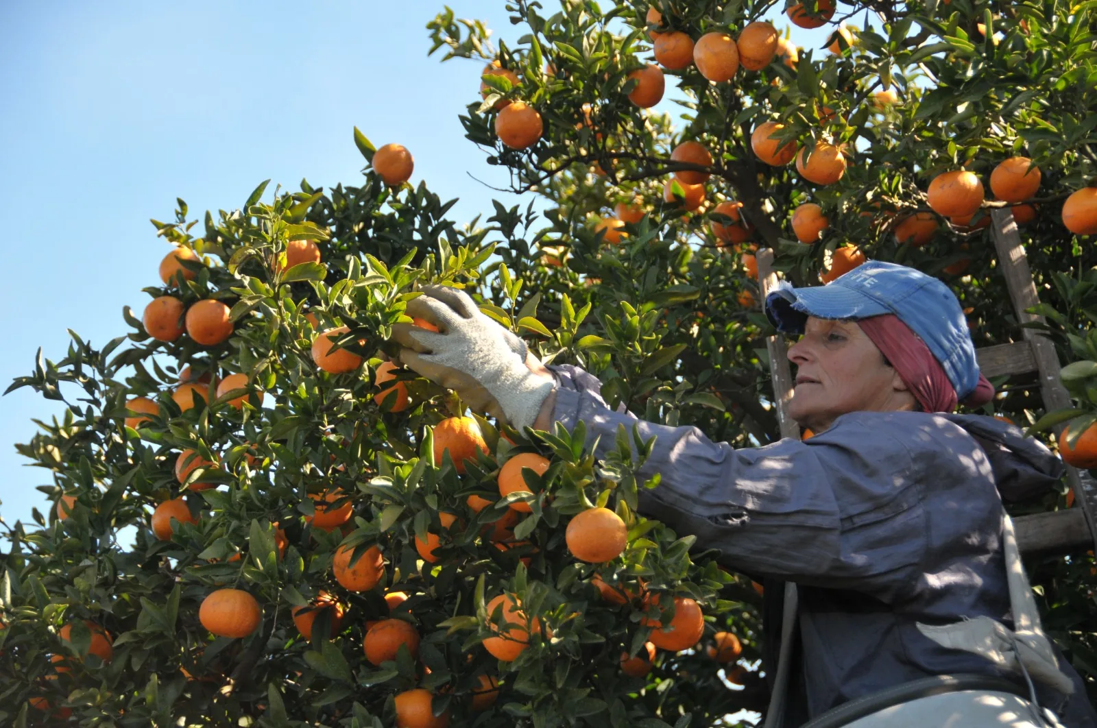 Picking oranges in a citrus grove near Salto, Uruguay