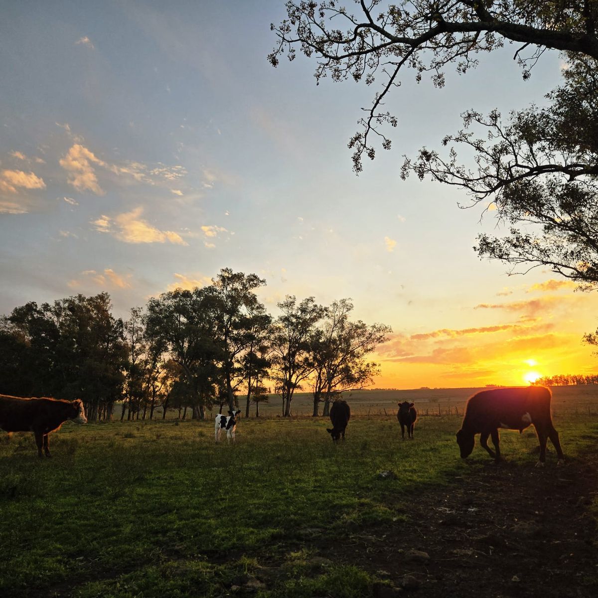 Cows and a curious calf on a sunset pasture near Salto, Uruguay