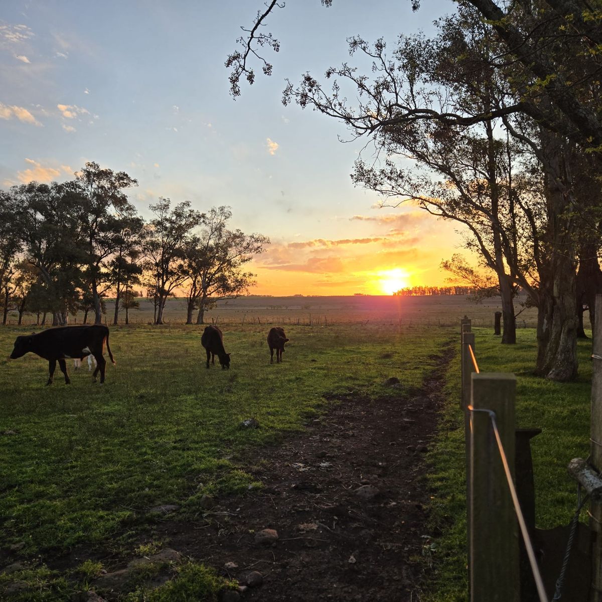 Cattle grazing at sunset along a dirt path on an estancia near Salto, Uruguay