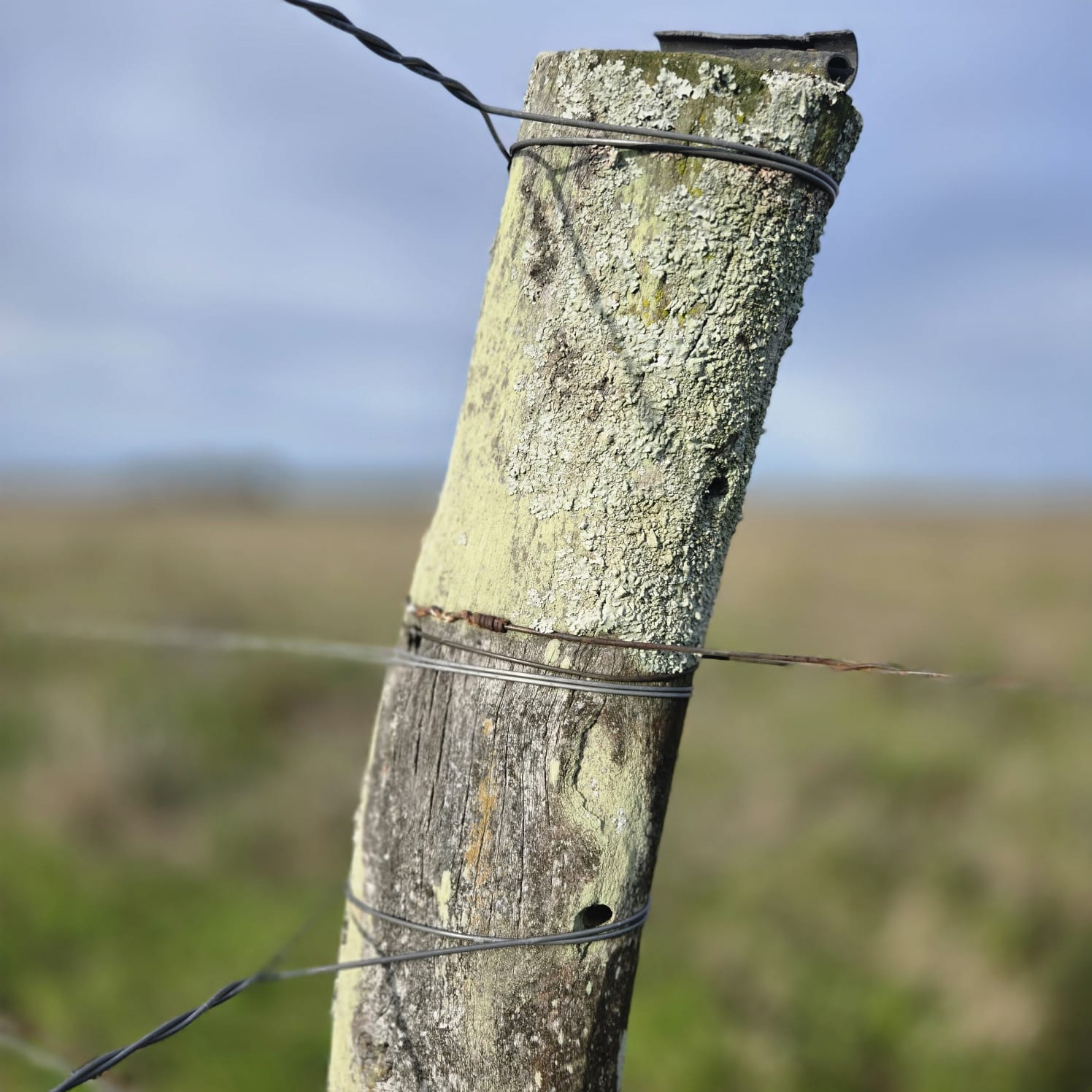 Lichen-covered fence post with wire against the open Salto countryside, Uruguay