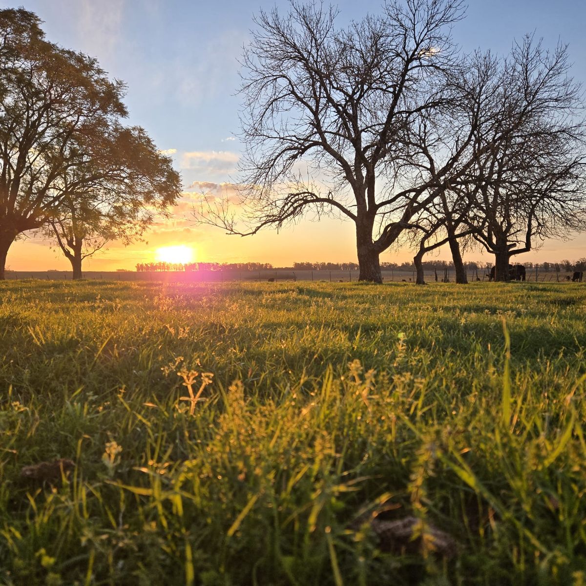 Golden hour over the countryside north of Salto