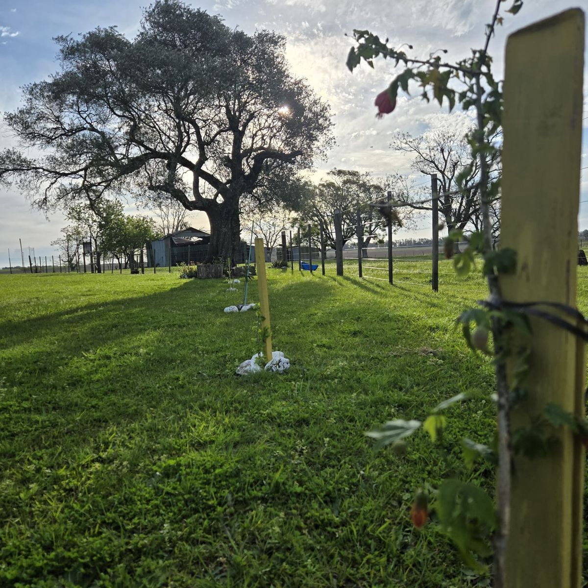Old tree and a newly planted orchard row in evening light near Salto, Uruguay