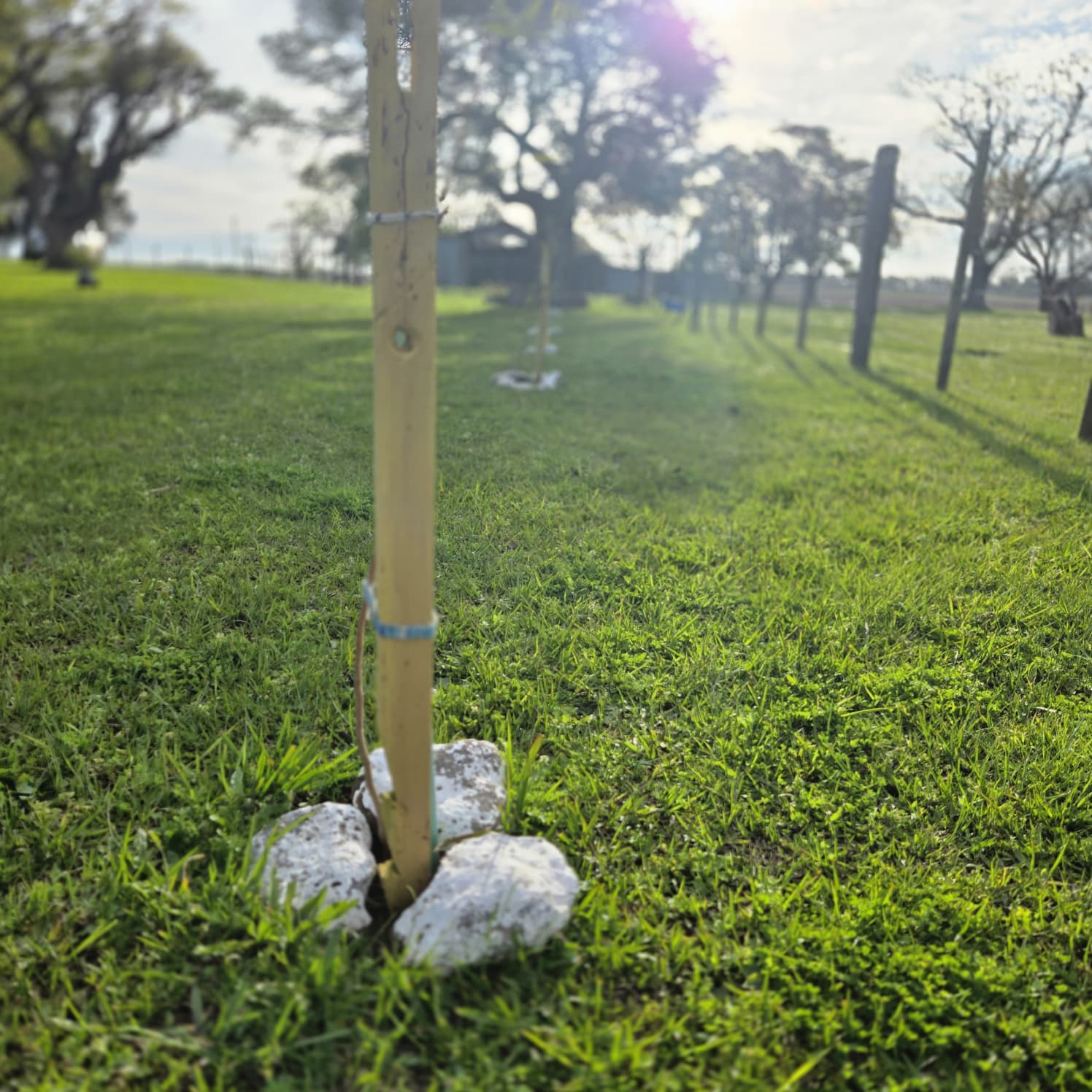 Young sapling staked and ringed with white stones in a green field near Salto, Uruguay