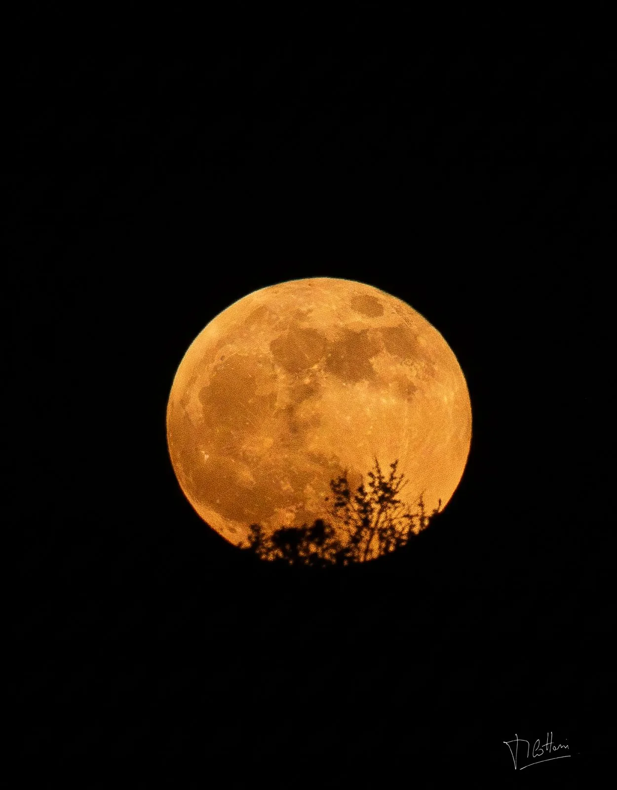 A full moon rising behind the silhouette of a tree near Salto