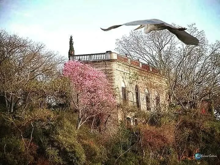 A heron flying over an old house and a lapacho in bloom near Salto