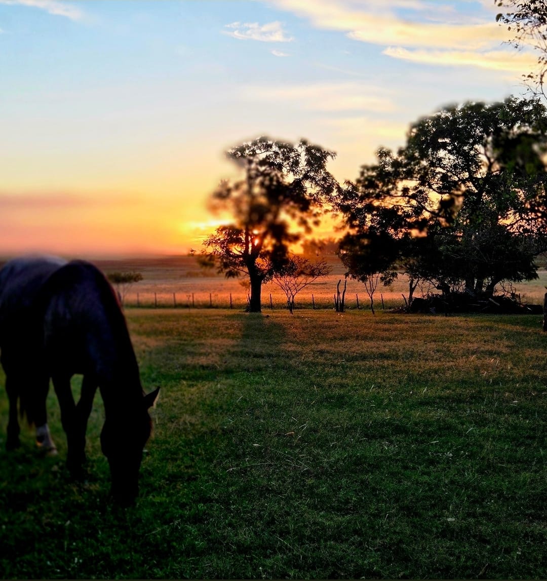 Horse grazing at sunset on a countryside estancia near Salto, Uruguay