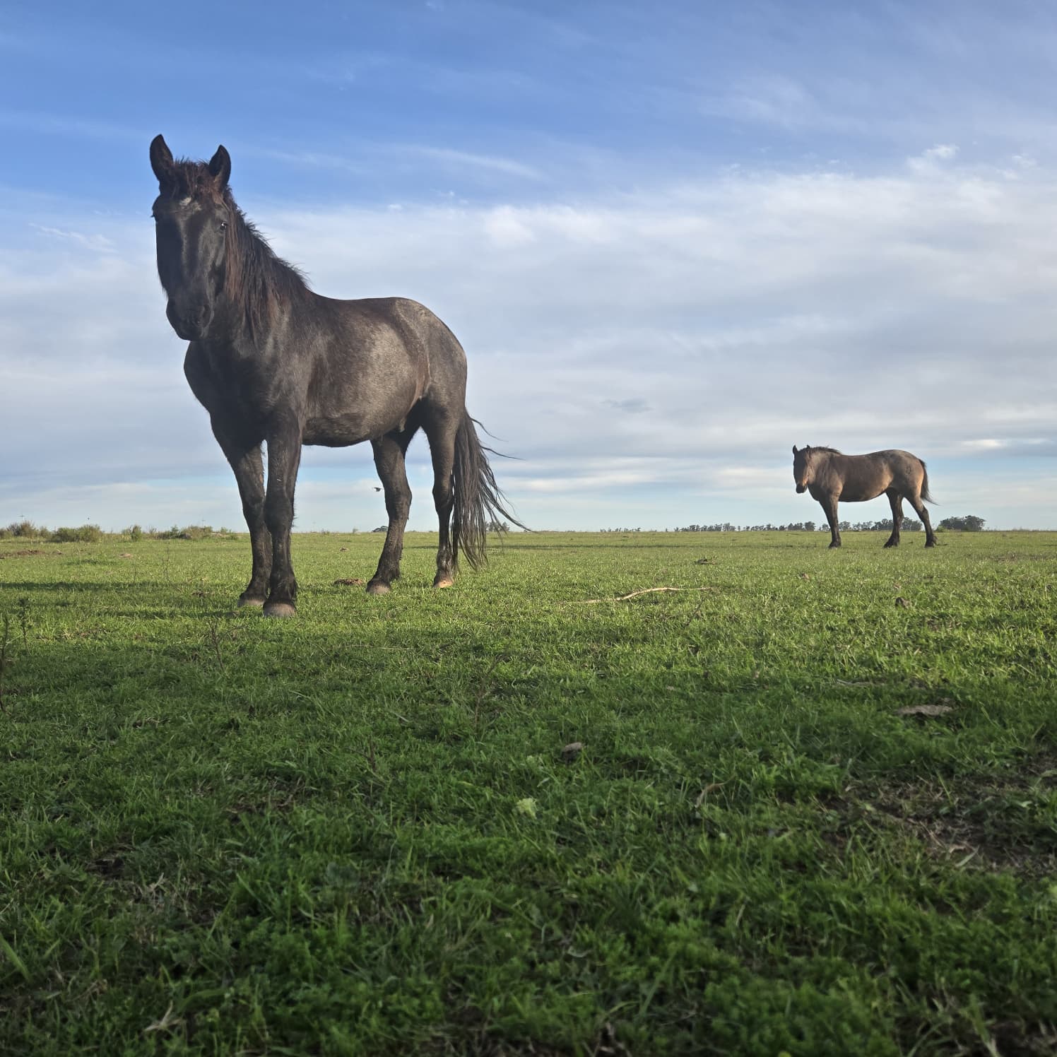 Two criollo horses on green pasture under a blue sky near Salto, Uruguay