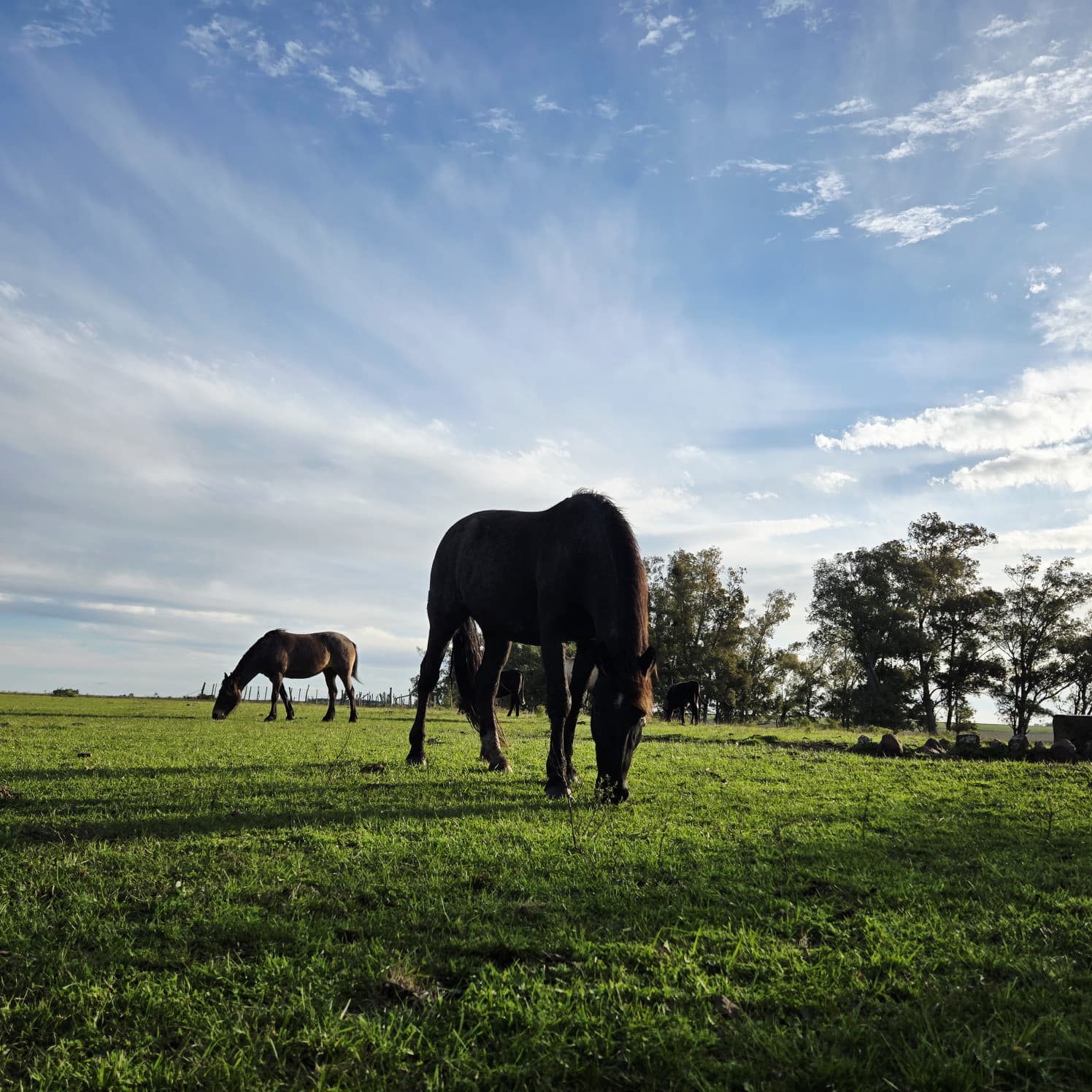 Horses grazing in backlit pasture at sunset near Salto