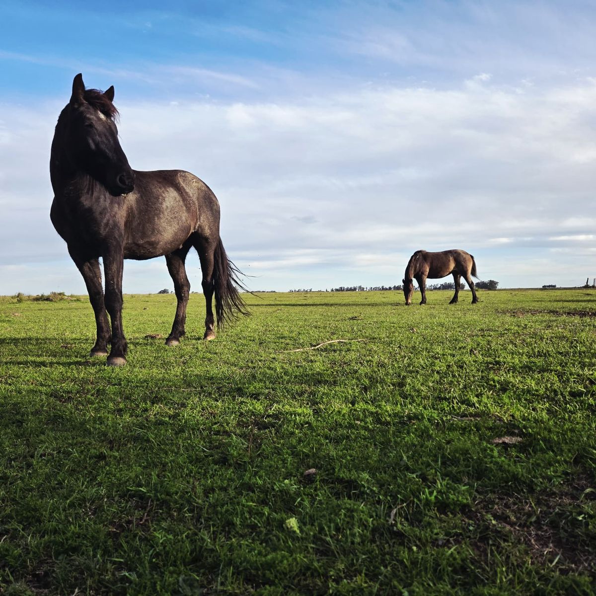 Horses grazing on an estancia near Salto, Uruguay