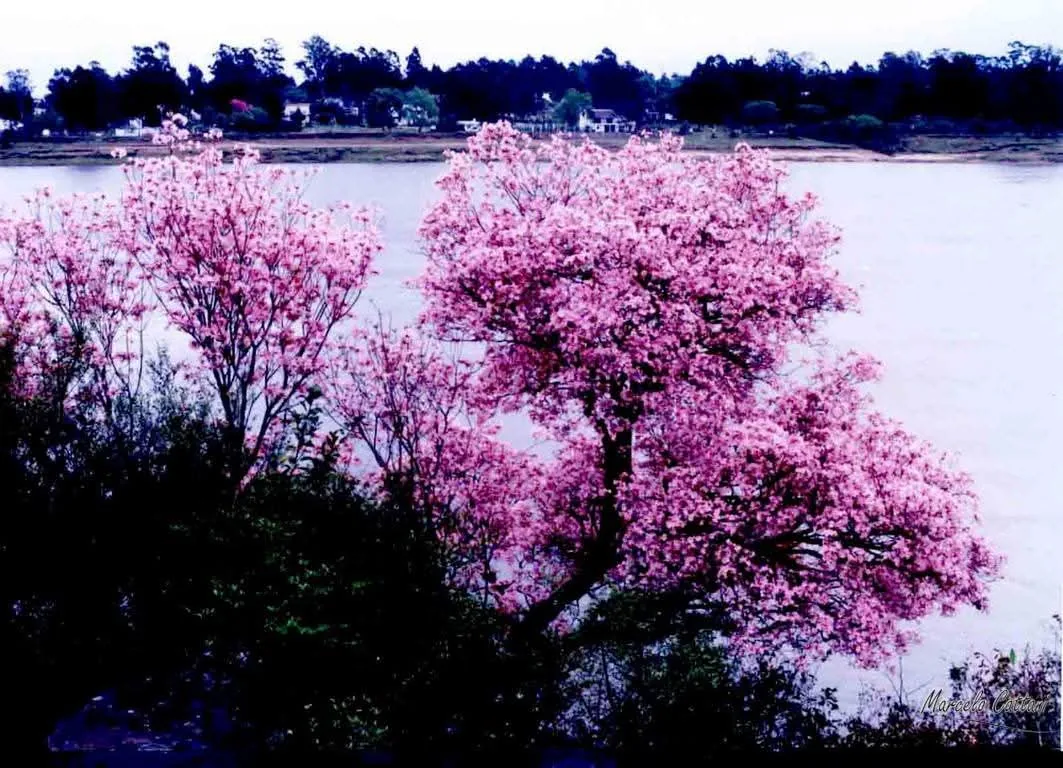 A pink lapacho in full bloom on the riverbank at Salto