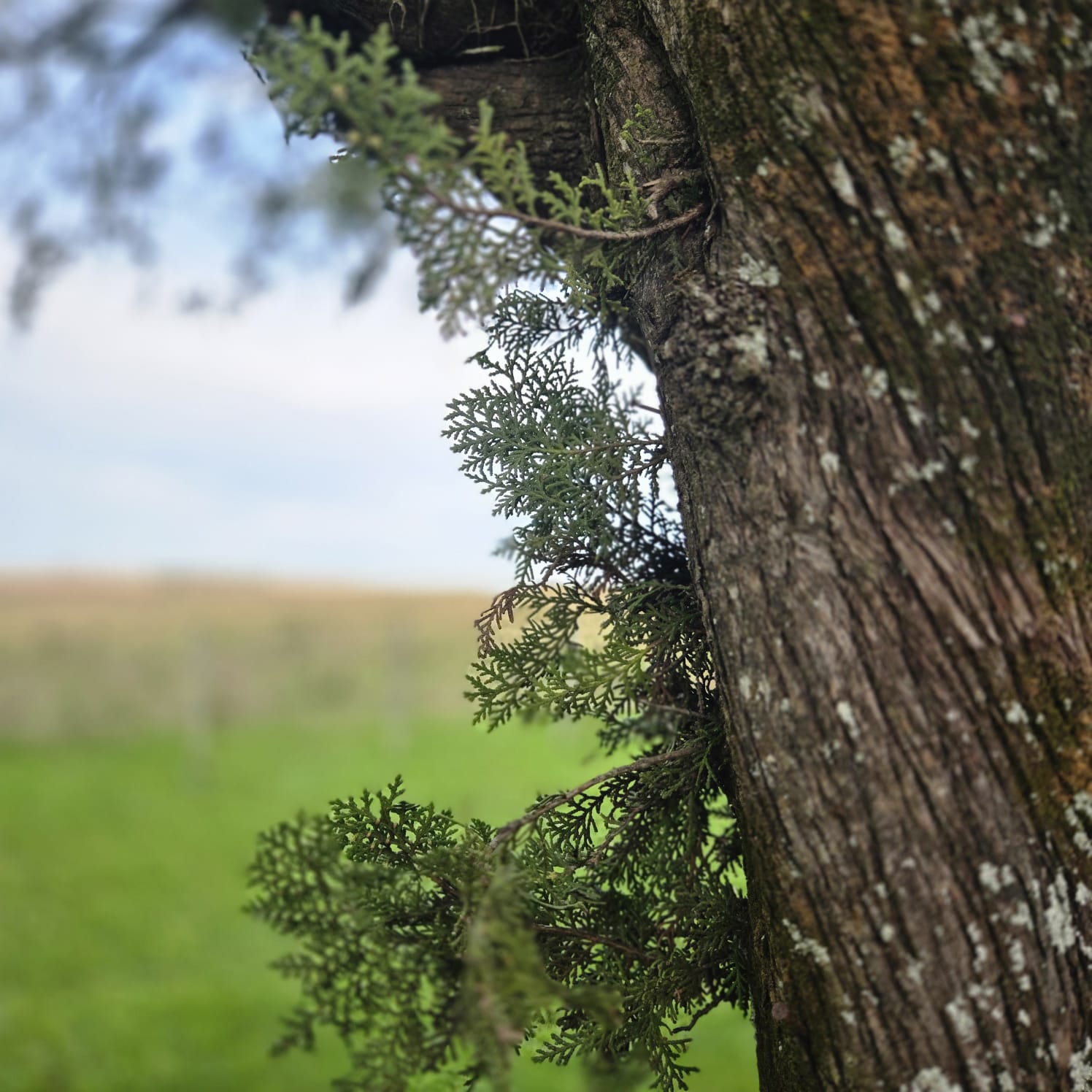 Young cypress sprigs growing from an old trunk over green fields near Salto, Uruguay
