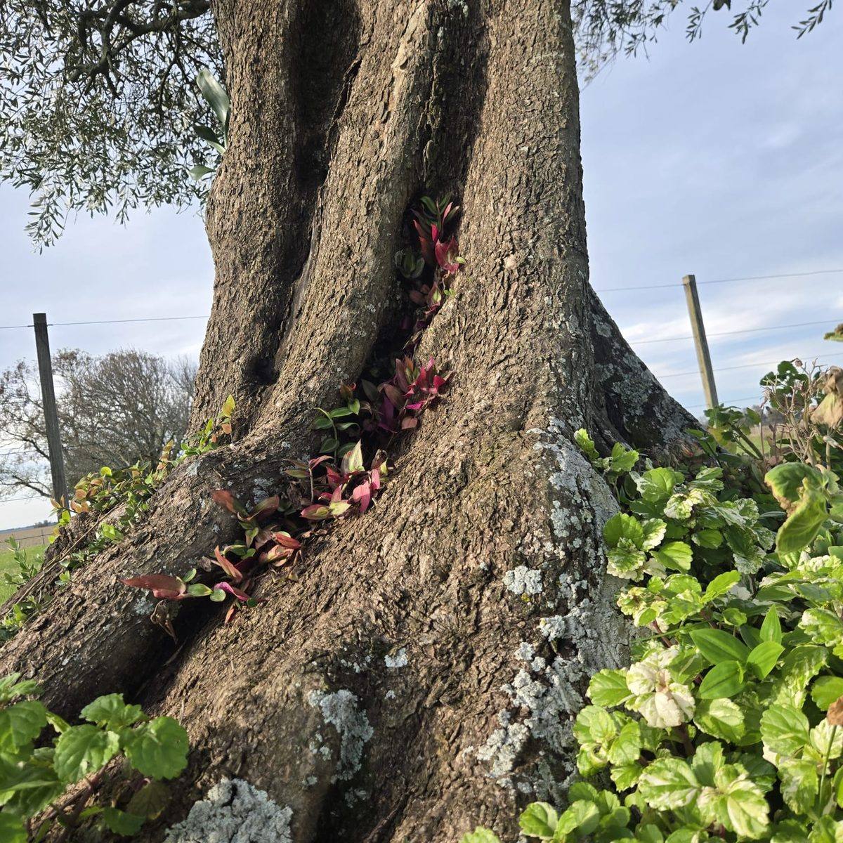 Old tree trunk with wild flora growing from its hollow in the Salto countryside, Uruguay