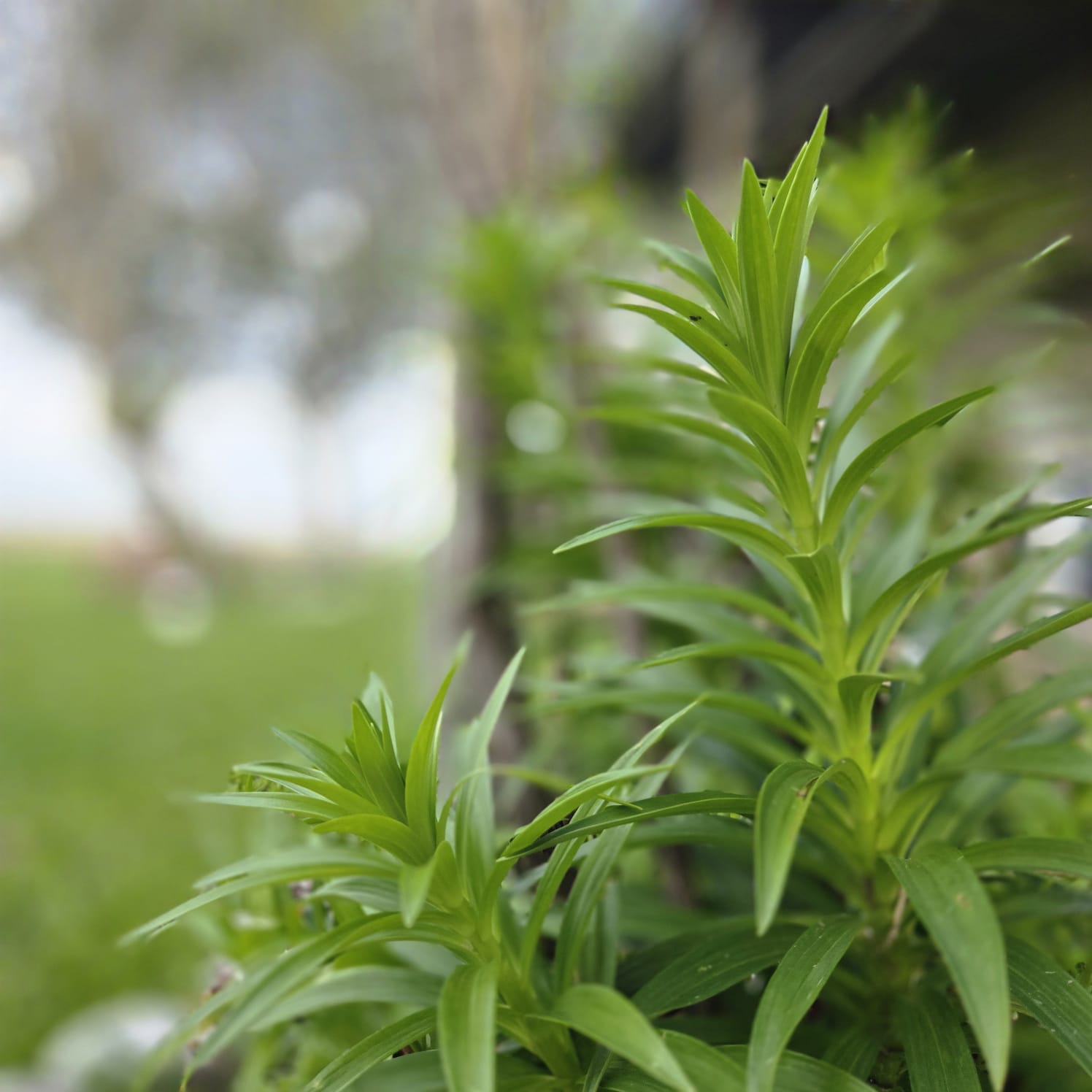 Fresh green lily shoots in spring on an estancia near Salto, Uruguay