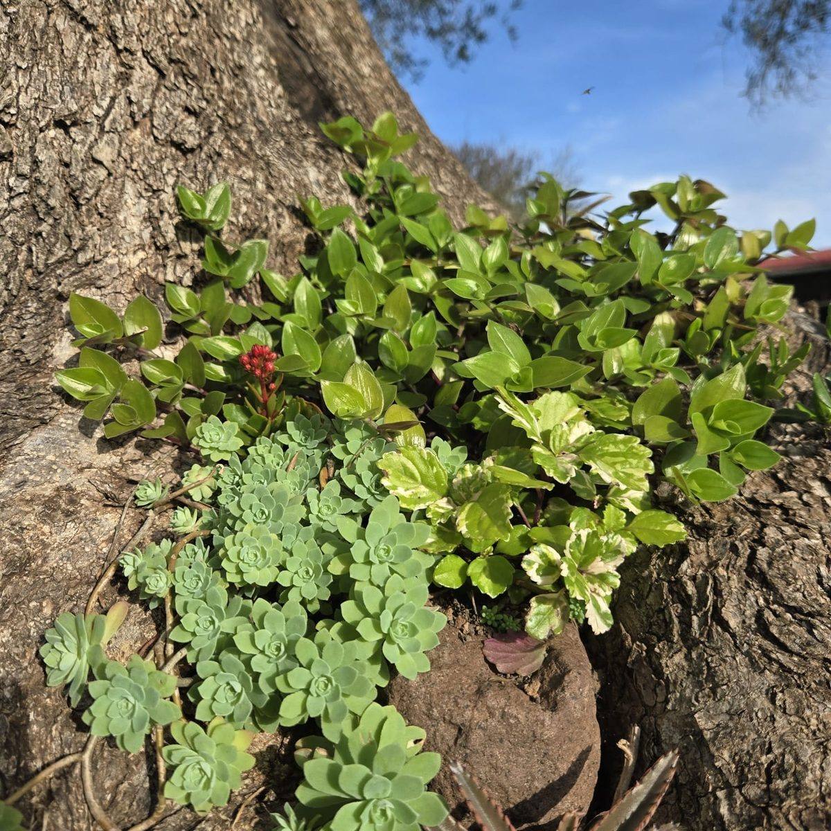 Succulents and wild plants growing in the trunk of an old tree on an estancia near Salto, Uruguay