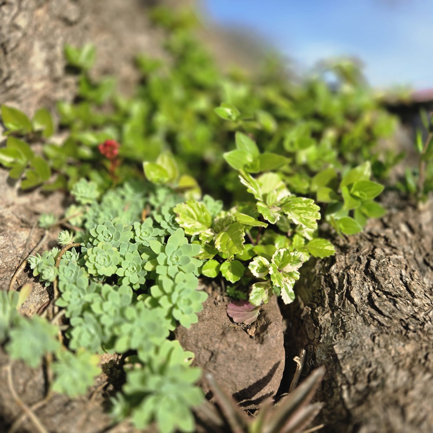 Close-up of succulents and variegated leaves rooted in tree bark, Salto, Uruguay
