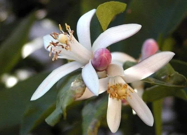 Orange blossom (azahar) in a citrus grove near Salto, Uruguay