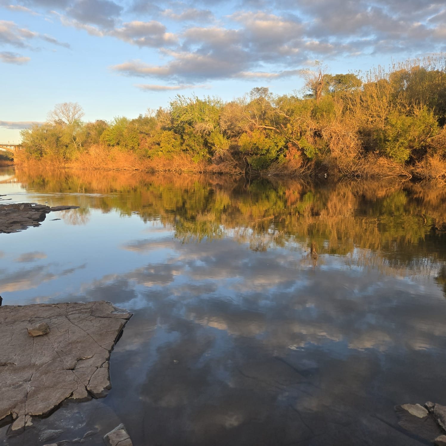 Golden hour light on the riverbank trees of the Río Daymán at Termas del Daymán, Salto, Uruguay