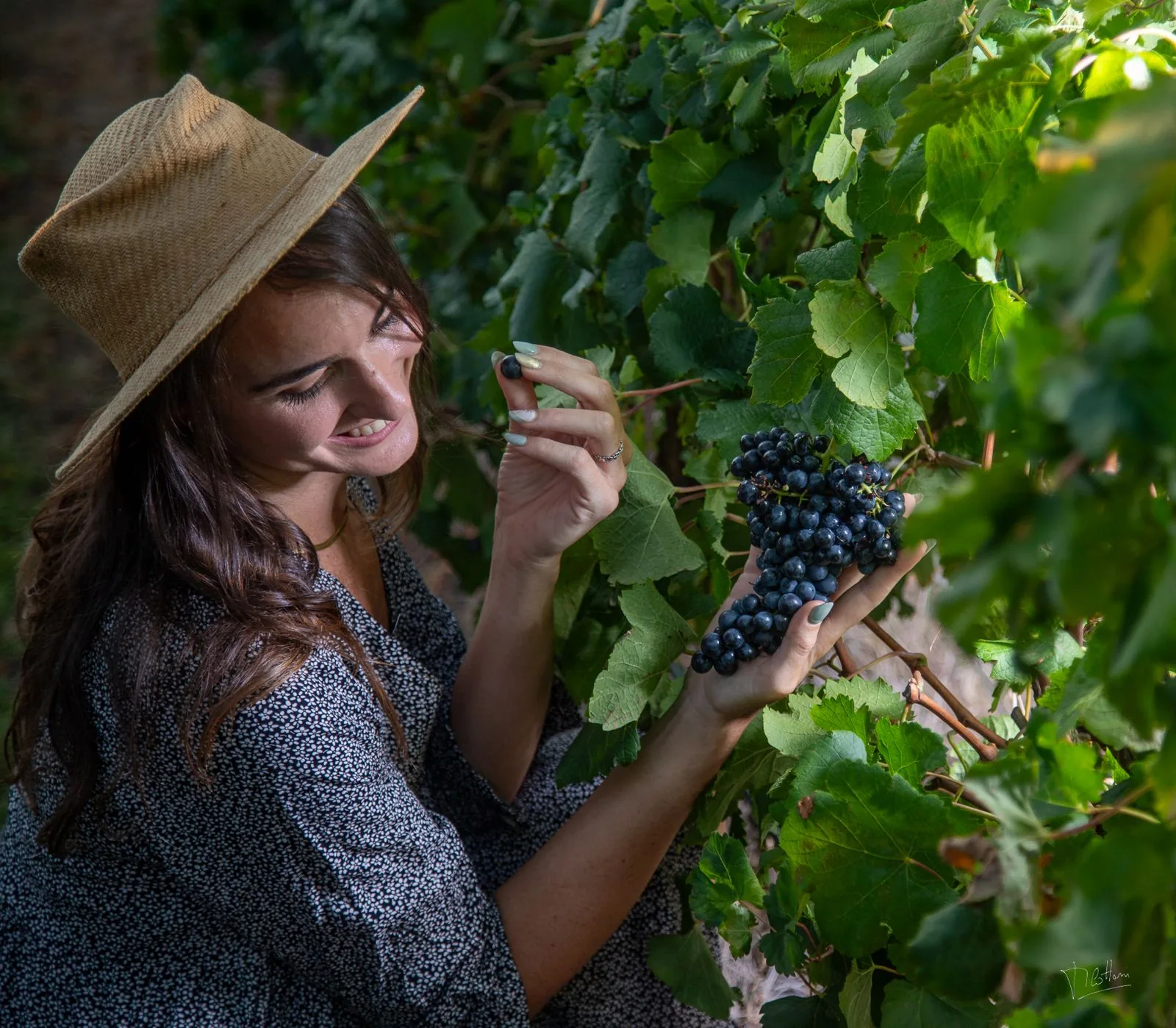 A woman in a straw hat picking dark grapes in a vineyard near Salto, Uruguay