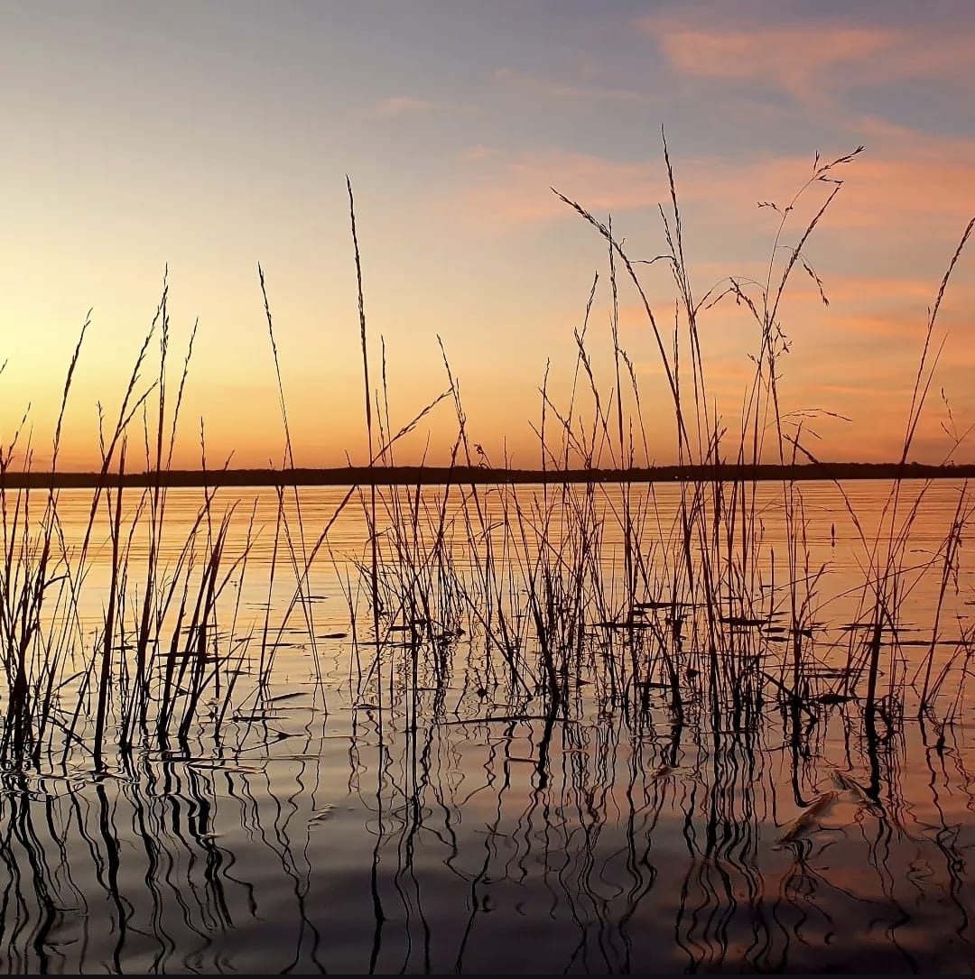 Reeds on the Uruguay River at sunset near Salto