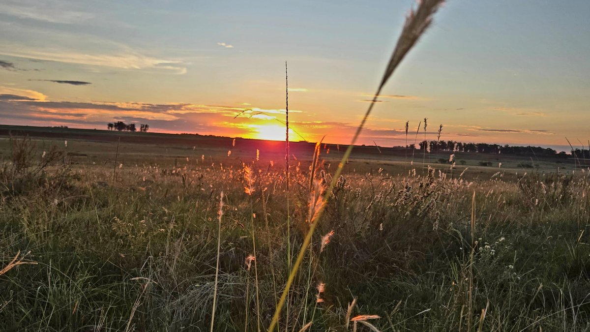 Golden hour over open fields in the Salto countryside, Uruguay