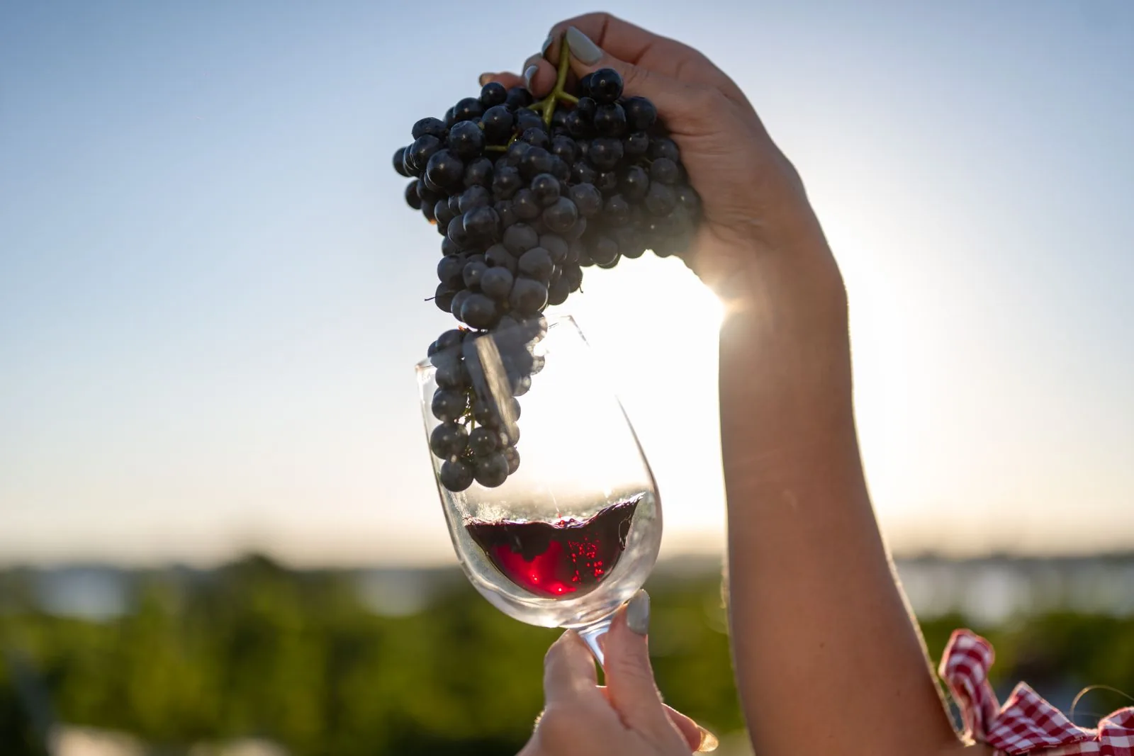 A glass of red wine and a bunch of grapes held against the sun, Salto