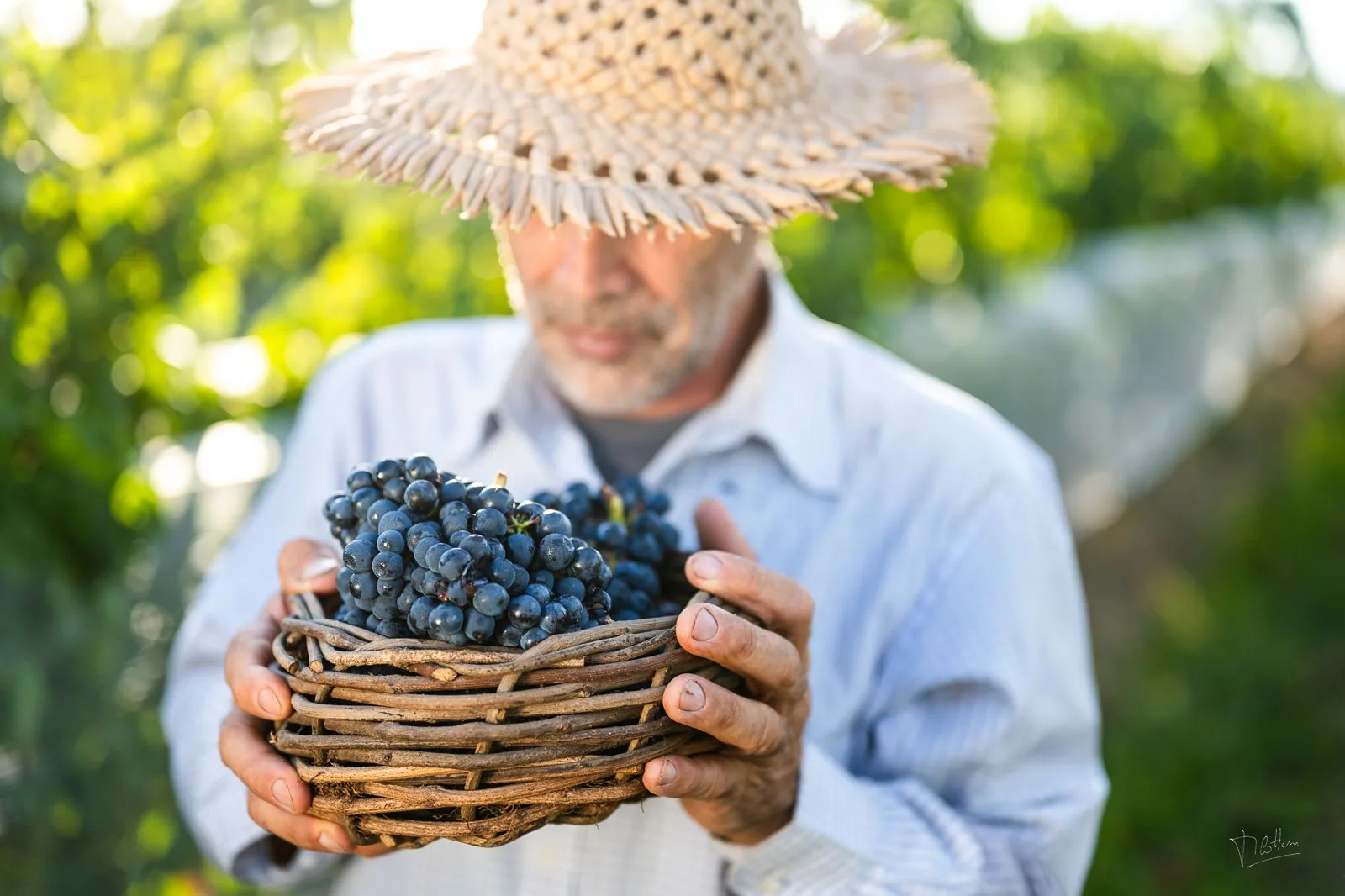 A winegrower with a basket of freshly picked grapes in a Salto vineyard, Uruguay